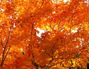 gatlinburg fall foliage