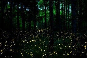 synchronous fireflies elkmont smoky mountains