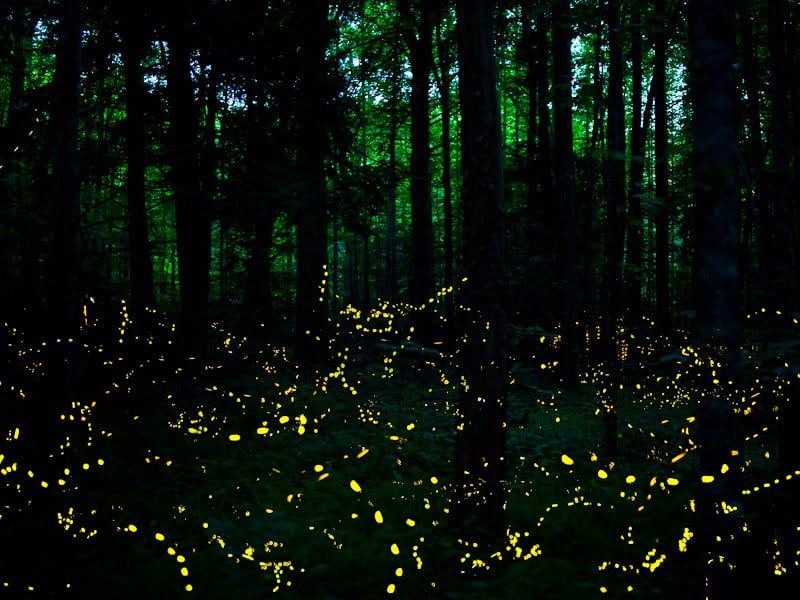 synchronous fireflies elkmont smoky mountains