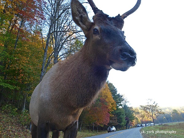 VIDEO - Elk Spars with Photographer in the Smoky Mountains