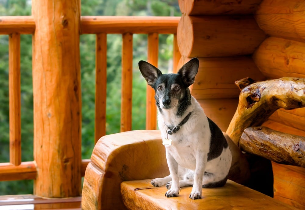 Dog on Gatlinburg cabin porch