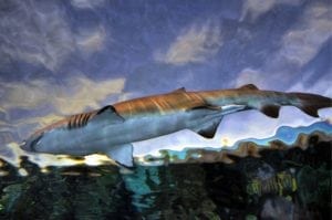 shark in shark lagoon gatlinburg aquarium