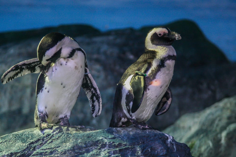 penguins in an aquairum