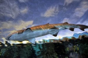 shark at ripley's aquarium in gatlinburg