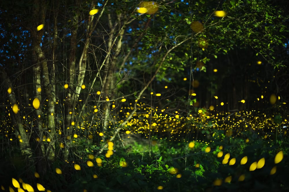 smoky mountain fireflies